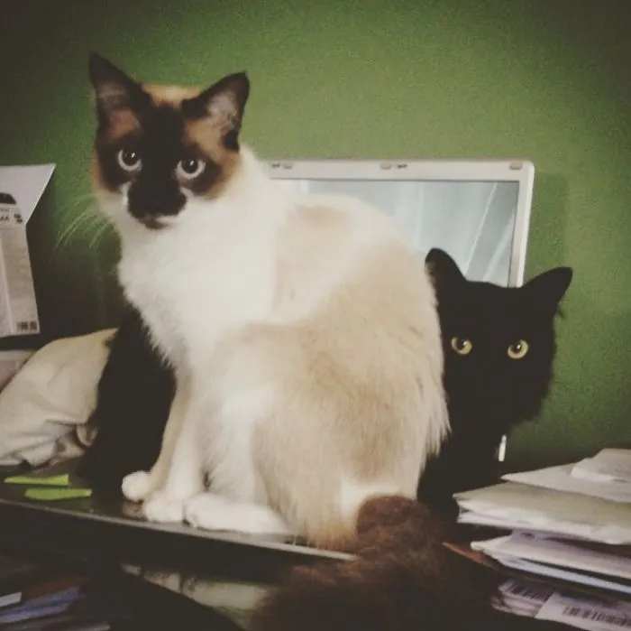 Do You Want To Work Human?
