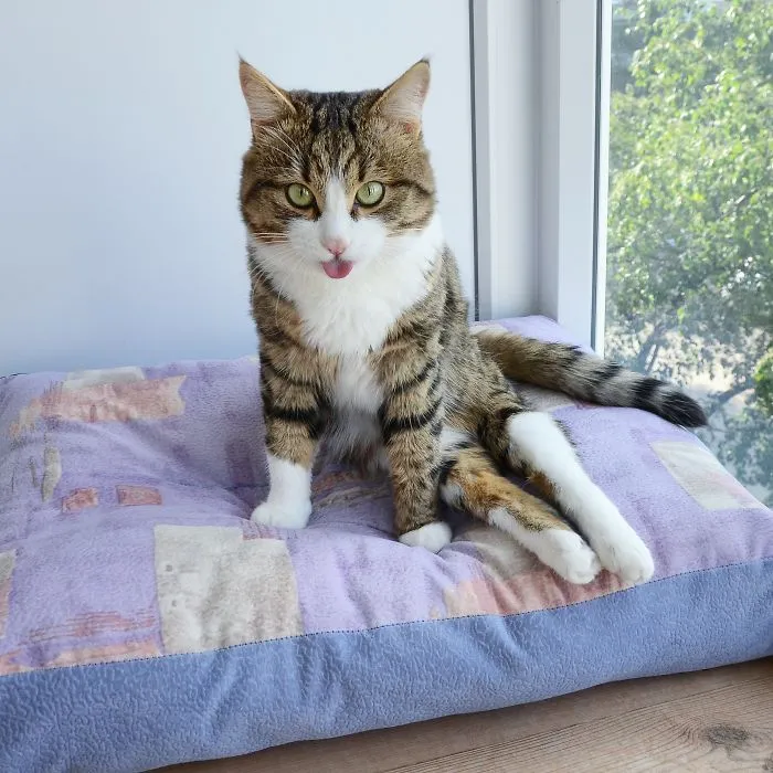 Meet Rexie, The Cat-King Of Bleps And Tongue Tricks