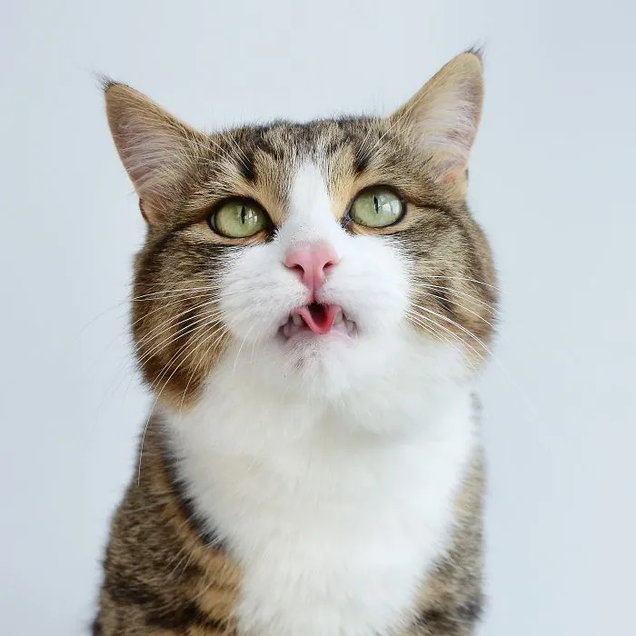 Meet Rexie, The Cat-King Of Bleps And Tongue Tricks
