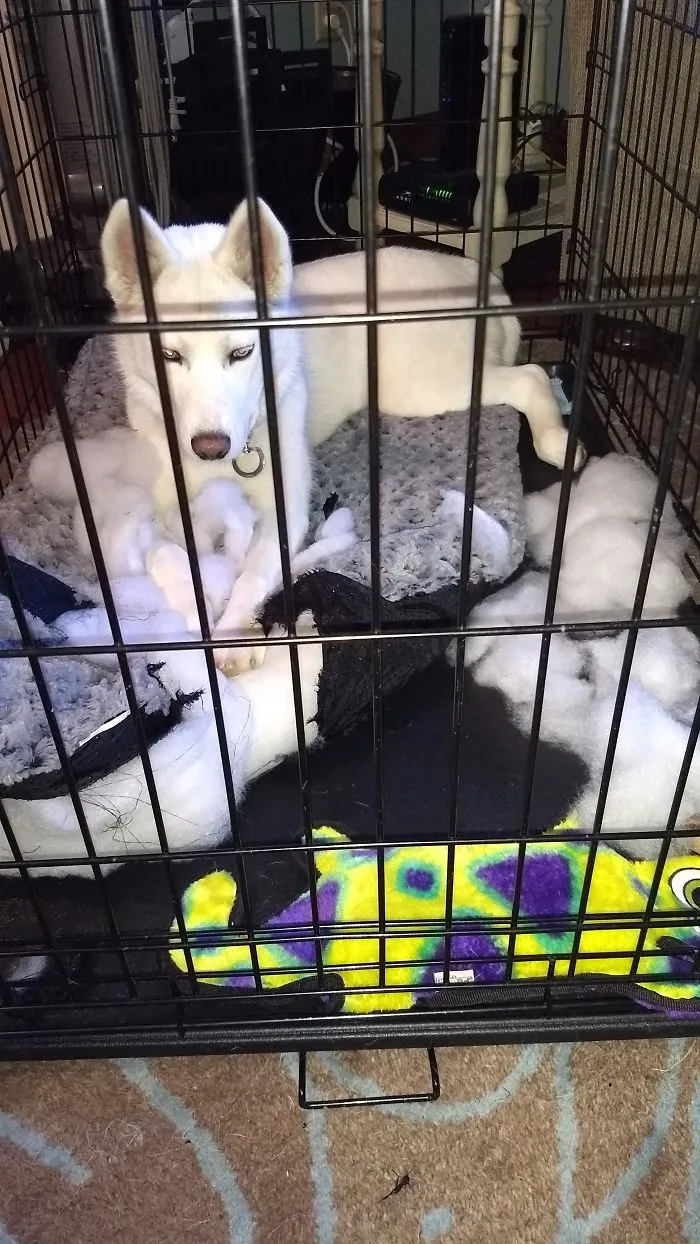 Thanks For The Exploding Bed.