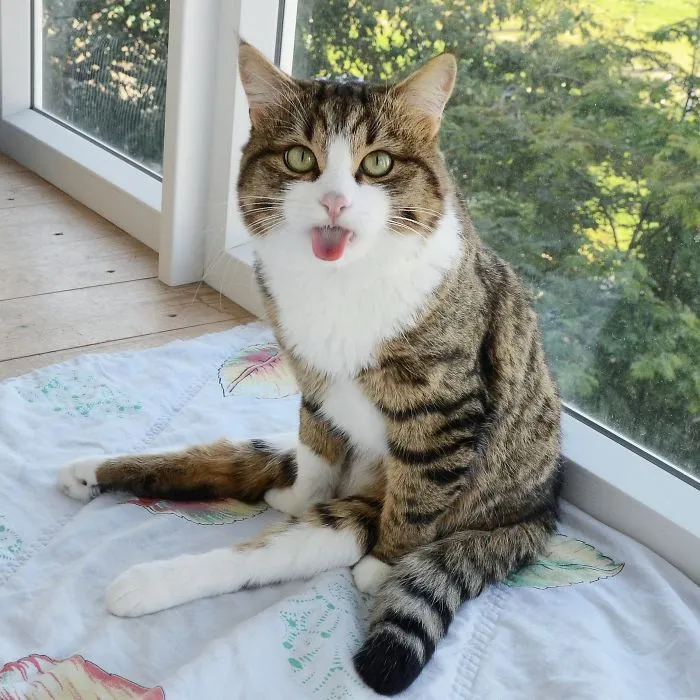 Meet Rexie, The Cat-King Of Bleps And Tongue Tricks