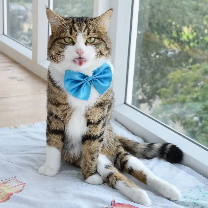 Meet Rexie, The Cat-King Of Bleps And Tongue Tricks