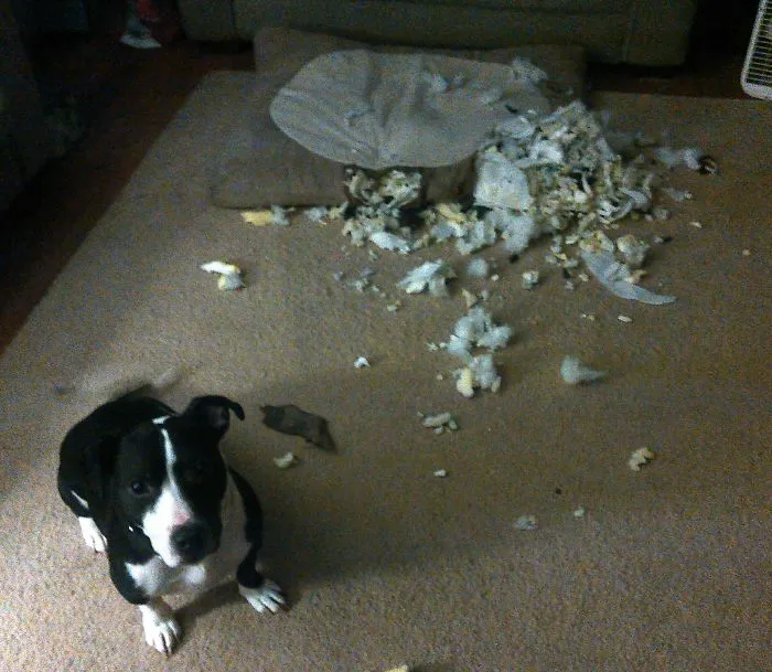 He Was So Proud Of Himself!