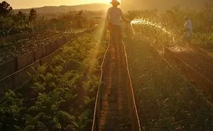 Farmer At Sunset In Viñales, Cuba