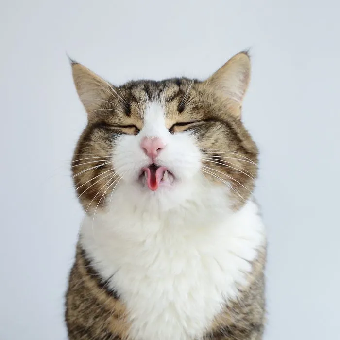 Meet Rexie, The Cat-King Of Bleps And Tongue Tricks