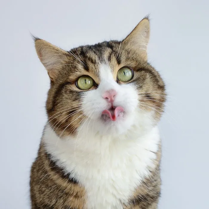 Meet Rexie, The Cat-King Of Bleps And Tongue Tricks
