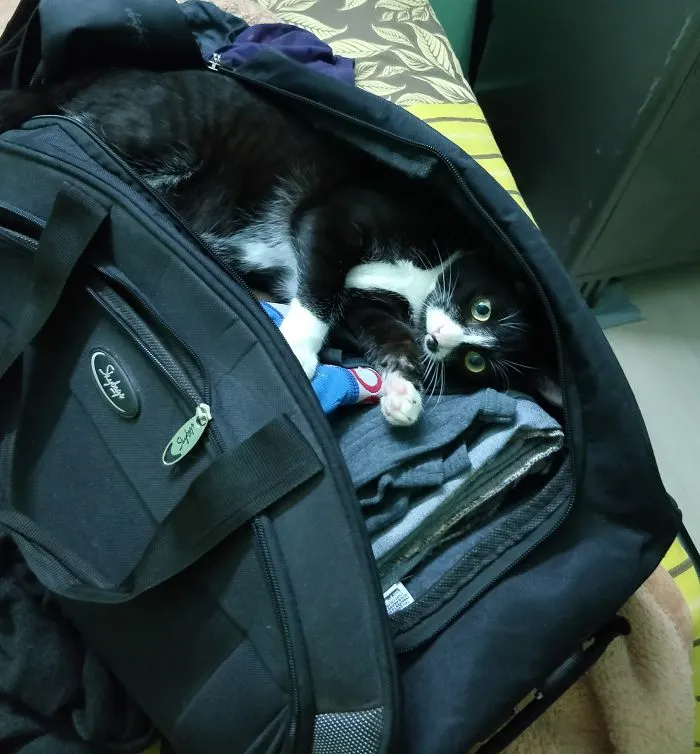 My Cat Won't Let Me Pack Unless He's Included