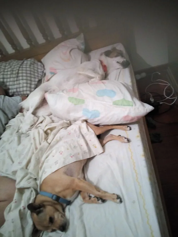 Went Up To Bed To Sleep My Side Is On The Right My Furballs  Beat Me To It.