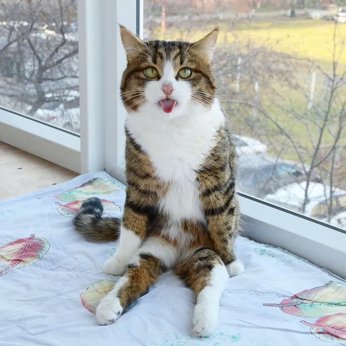 Meet Rexie, The Cat-King Of Bleps And Tongue Tricks