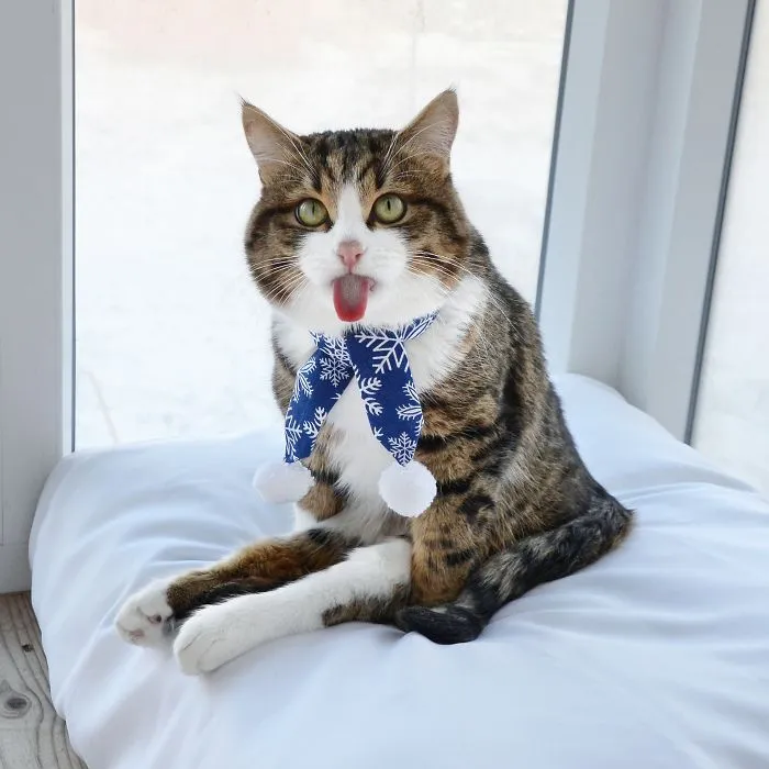 Meet Rexie, The Cat-King Of Bleps And Tongue Tricks