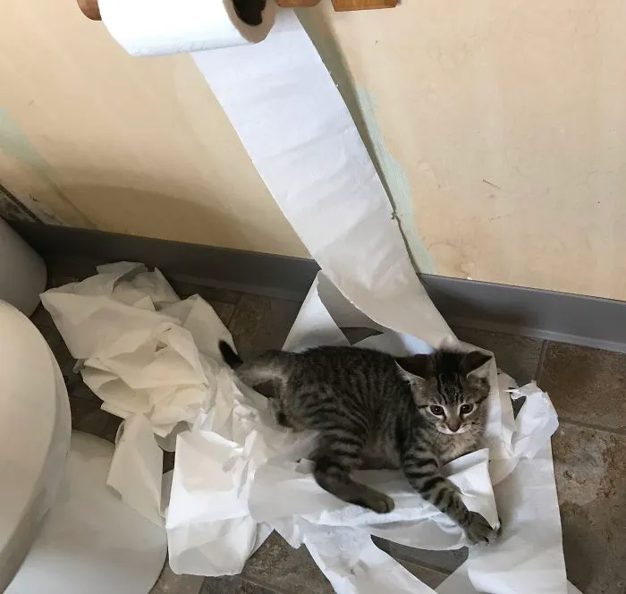 Naughty Kitten