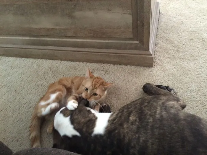 You Want To Sleep I Bite Your Face