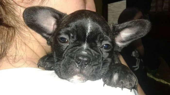 Brooklyn Dog!
