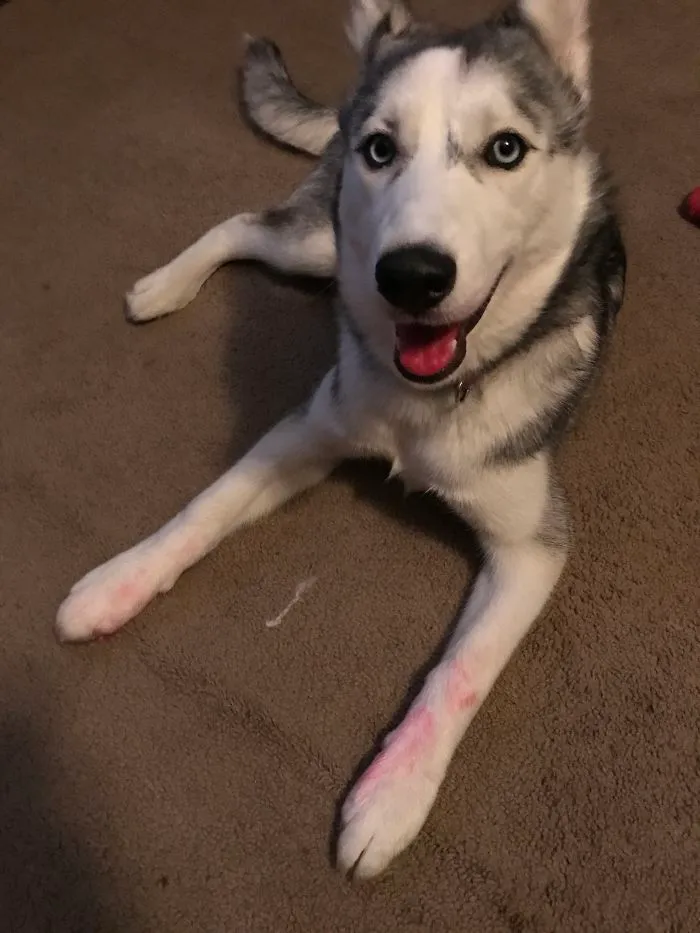 I Haven't Seen Your Pink Highlighter.