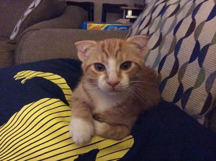 Sweet Little Winston