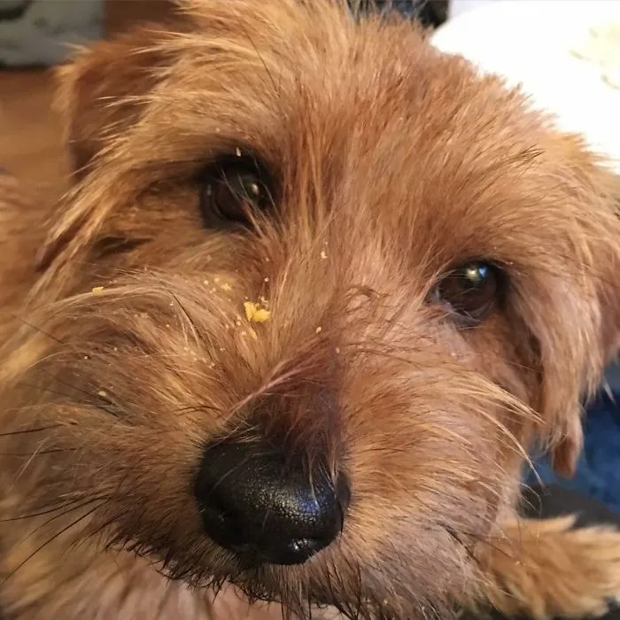 No, I Have Not Seen Your Cheese Doodles.