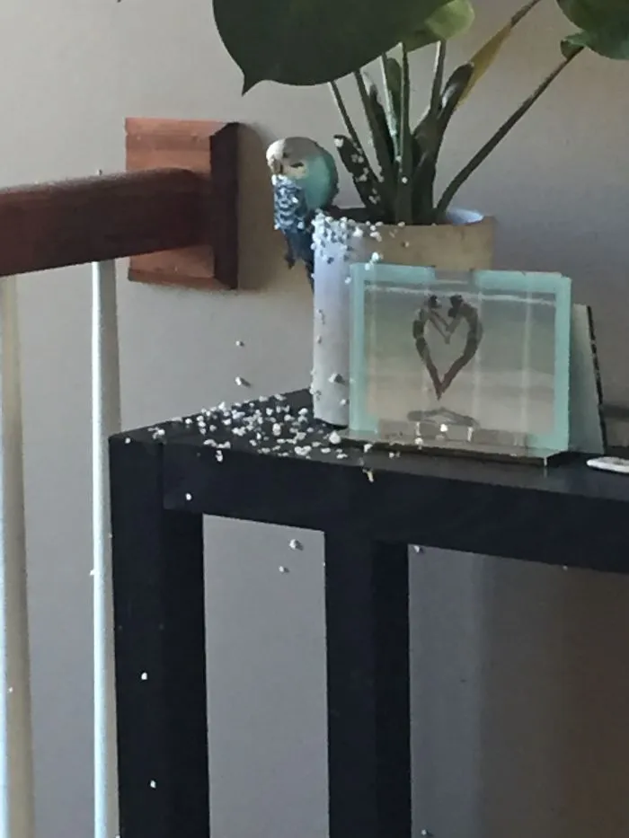 This Just Happened🙁 My Bird Destroyed My Plant. Naughty Bird!!