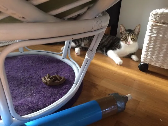 He Didn't Even Care To Leave The Scene Of The Crime.