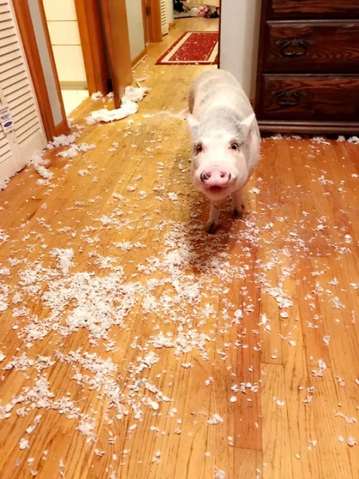 He Decided To Have A Pillow Fight While I Was Out Of Town