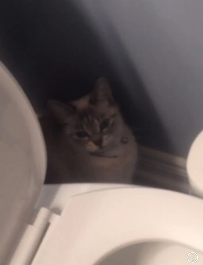 I Didn't Do It Mom. Look For The Asshole Cat. She Did I!