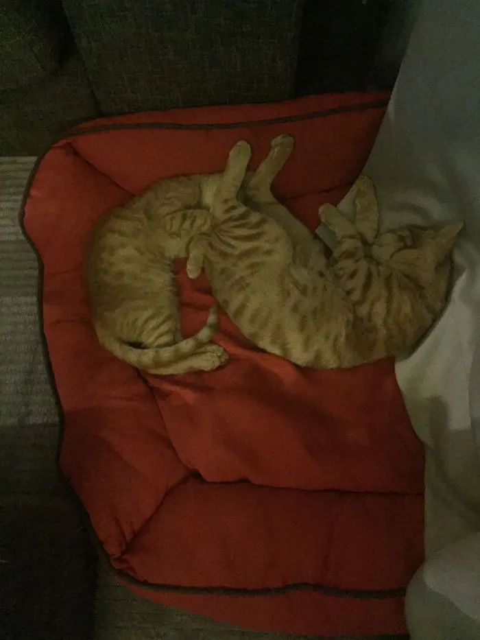 #357 Originally That Was Our Dog's Bed But This Two Brother Put Head To Ass And Stole It! So Our Dog Now Have New Bigger And Better Bed For Herself