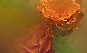 Reimaging The Traditional Floral Still Life Underwater