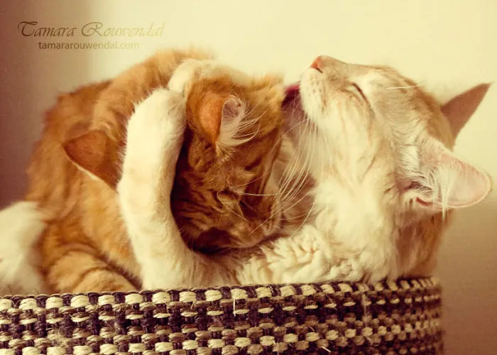 Kisses