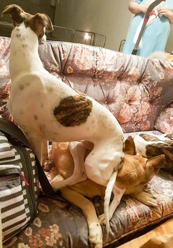 There's No Room On The Couch, You Say? I Beg To Differ! I Fits, So I Sits!