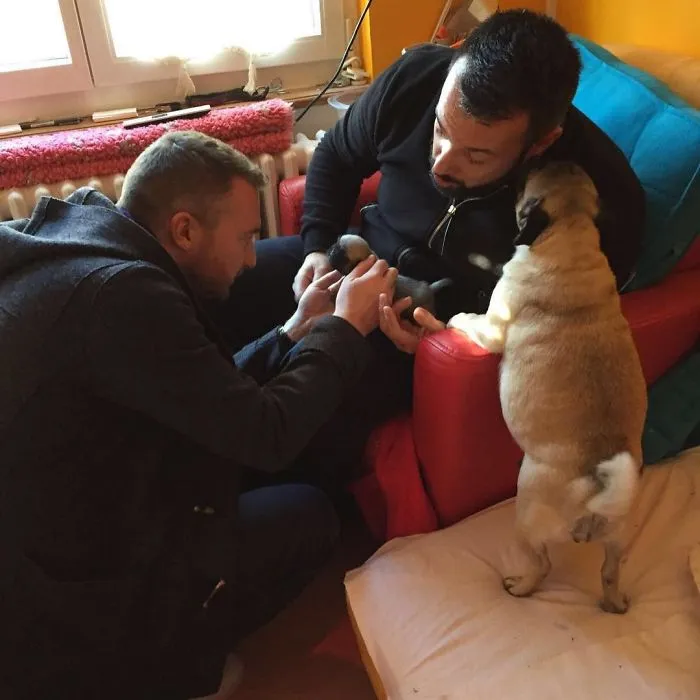 Meeting Moose For The First Time --- And Mom Too! If Kisses Count, We Think She Approved :) After A Few More Weeks, We Got To Take This Little Ham Home.
