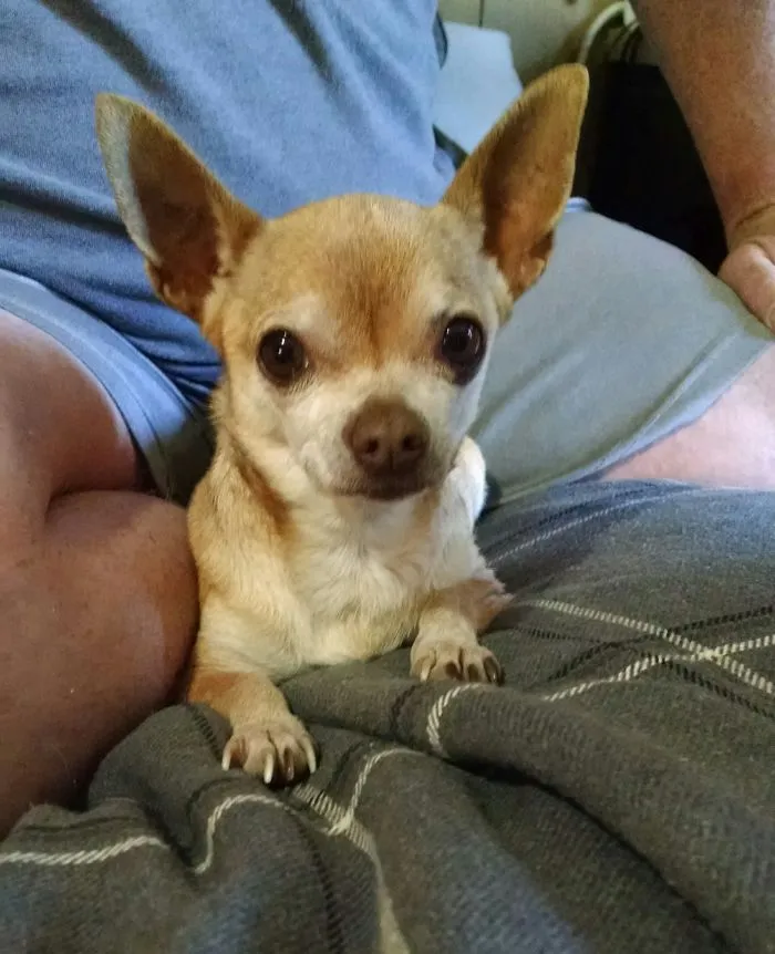 As A Stray, She Went Shopping For People At The Grocery Store.  After Being Chased By The Staff, She Chose To Purchase Us.  The Rest Is History.