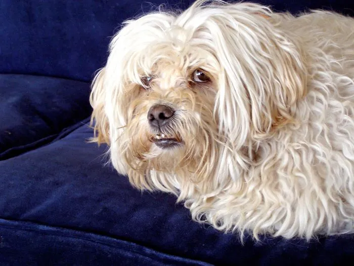 Yes I'm On The Sofa And??  ( My Late Danny Boy) I Miss Him Desperately :-(