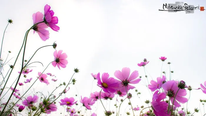 Cosmos Singing Voice