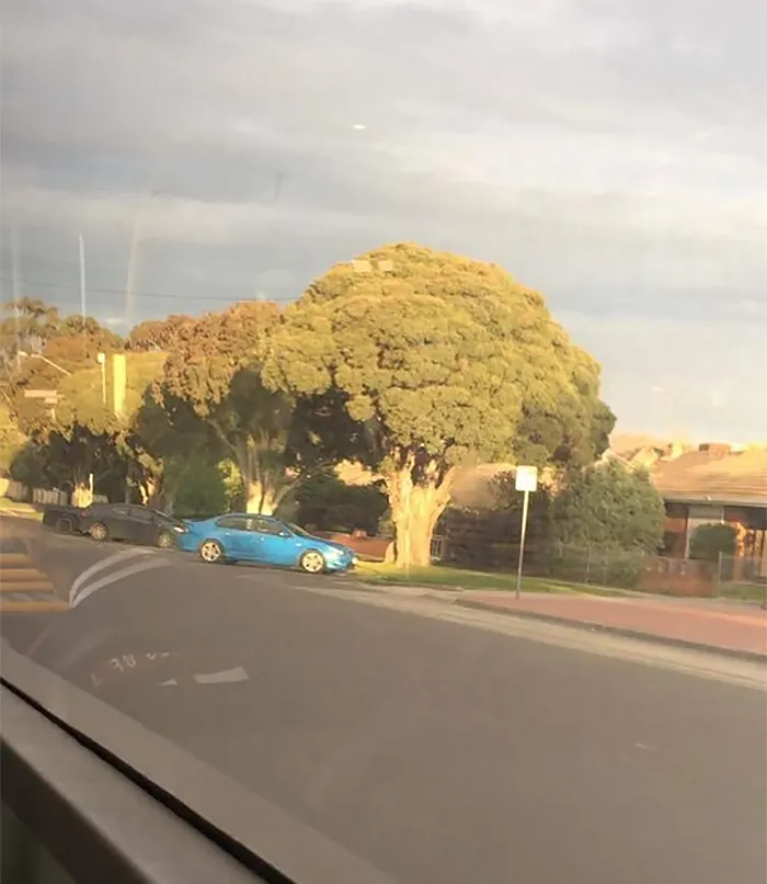 This Tree Looks Like Straight Up Broccoli