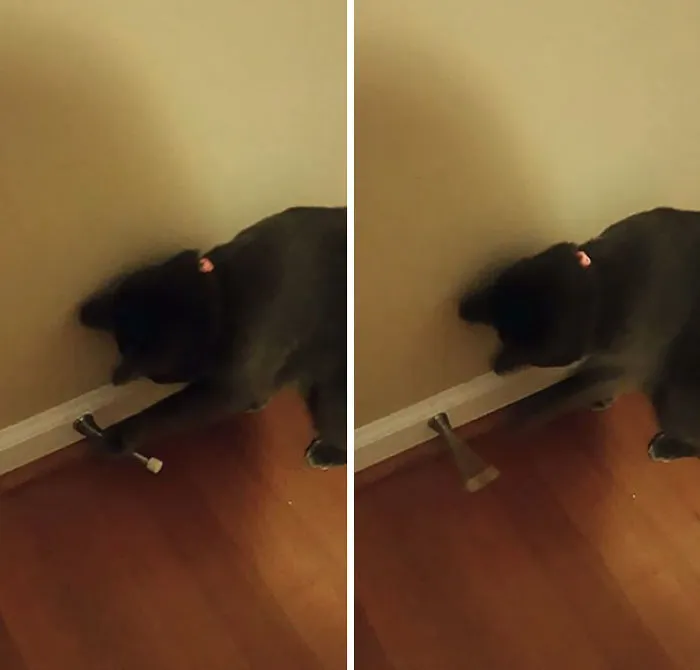 My Cat Is A Jerk. I Found Her Doing This At 3 Am