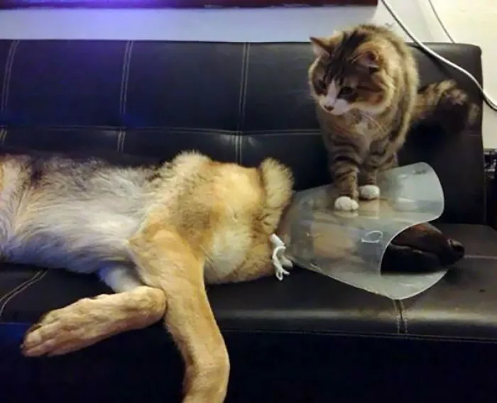 Cats Are Jerks