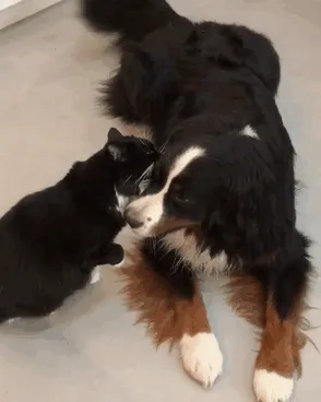 Psst, You're Not A Good Boy