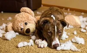 5 Dogs With Convincing Excuses For Being Wicked With Toys