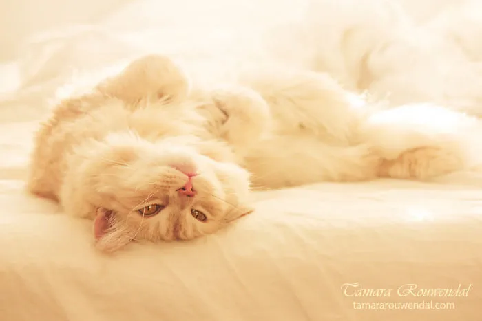 Lazy Boy