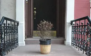 Interactive Street Art – Plant Ghost