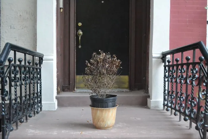 Interactive Street Art – Plant Ghost