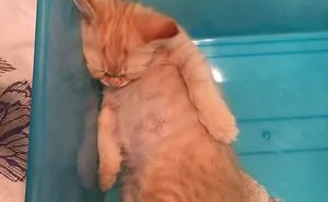 Rescue Animals Are The Best! Share Photos Of The Lives You Have Saved