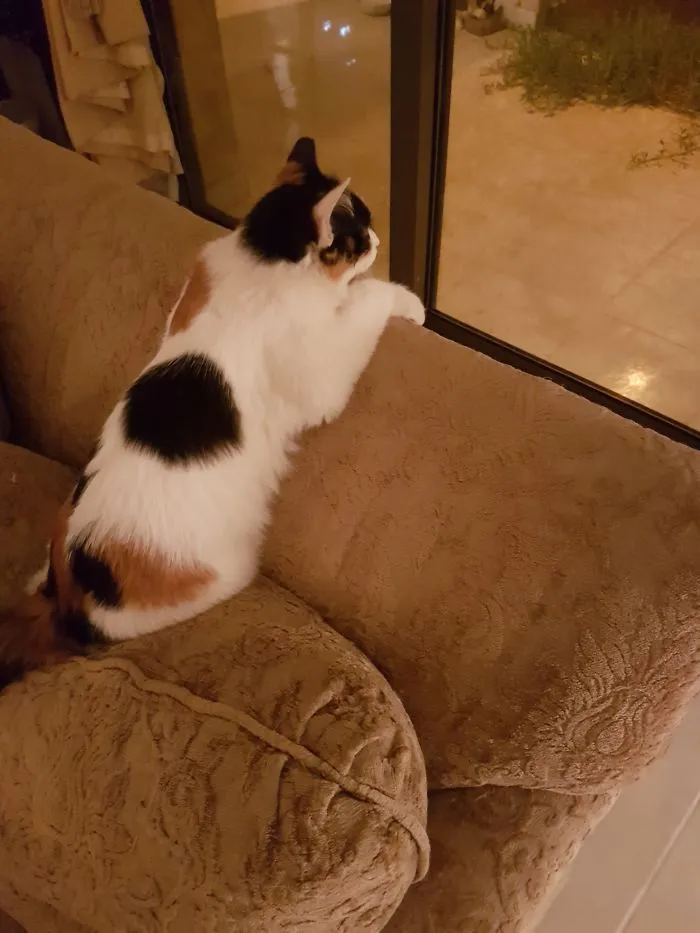 Waiting For My Human To Come Home!