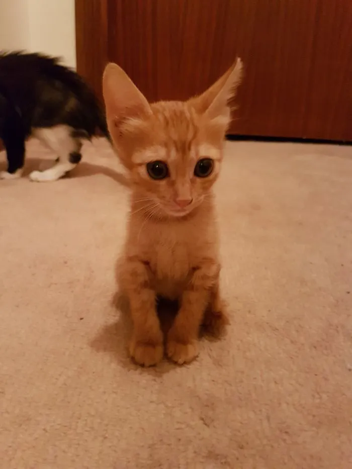 Thrown Out Of A Car At A Busy Intersection. How Could Anyone Do That?