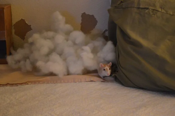 So Glad You're Home, Your Pillow Exploded....