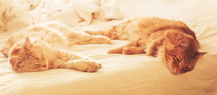Sweet Dreams