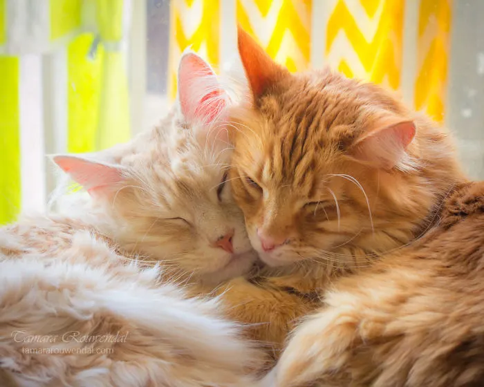 Sleepy Brothers
