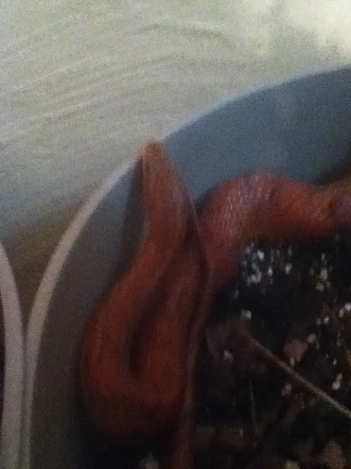 Sorry Human-This Is My Plant Now.
