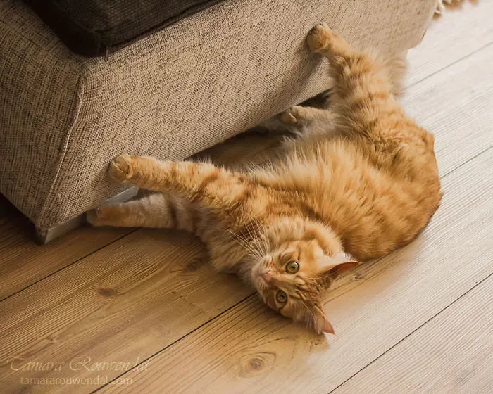 Spidercat