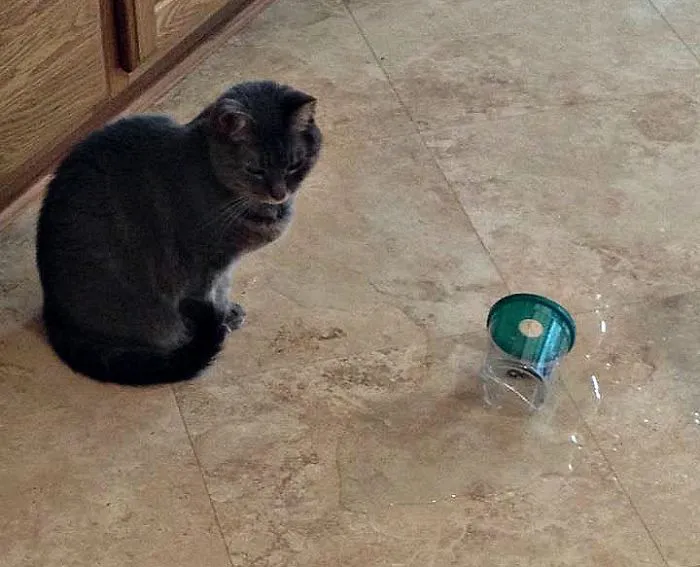 Sorry For Knocking The Fish On The Floor - I Only Wanted To Play With It!