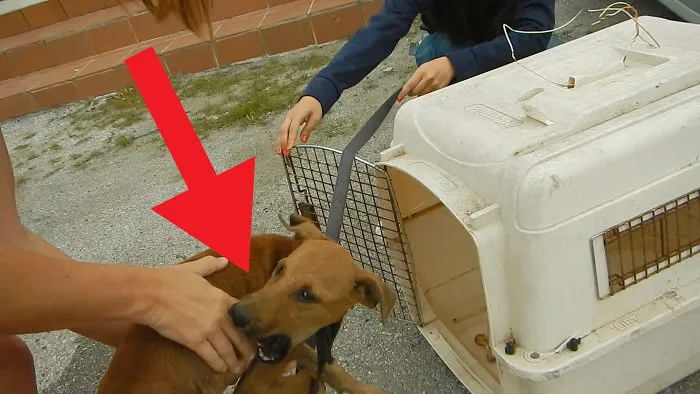 Stray Dog Survives Car Accident And Gets New Home